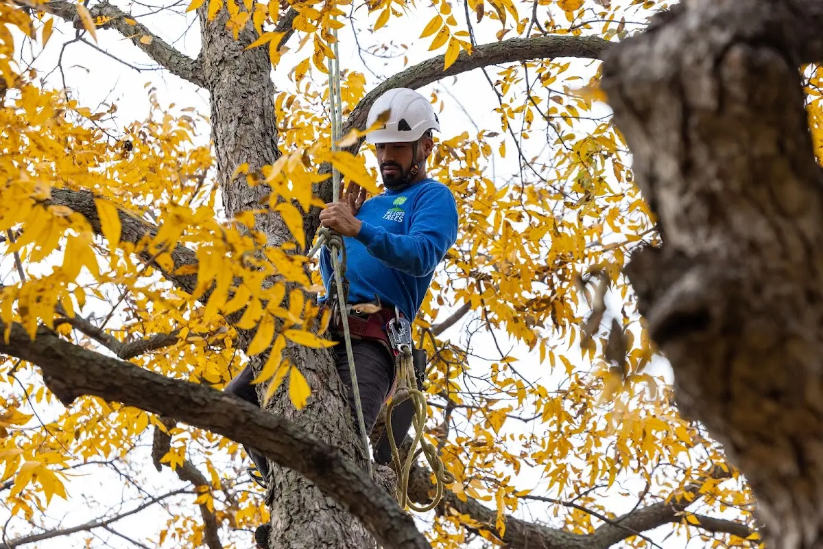 Skilled Tree Trimming crew working in Wilburton